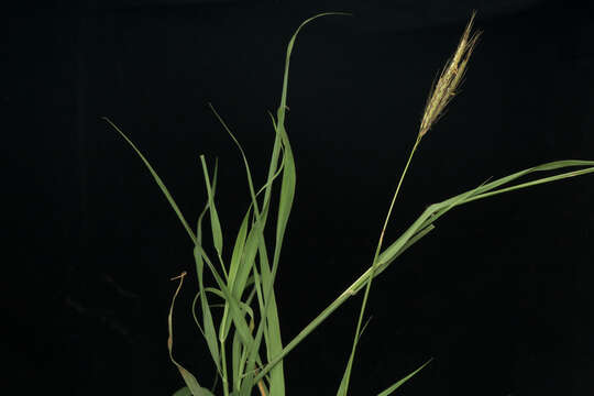 Image of Kleberg's bluestem