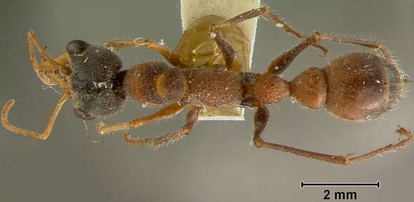 Image of Myrmecia fucosa Clark 1934