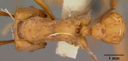 Image of Acromyrmex octospinosus inti Wheeler 1937