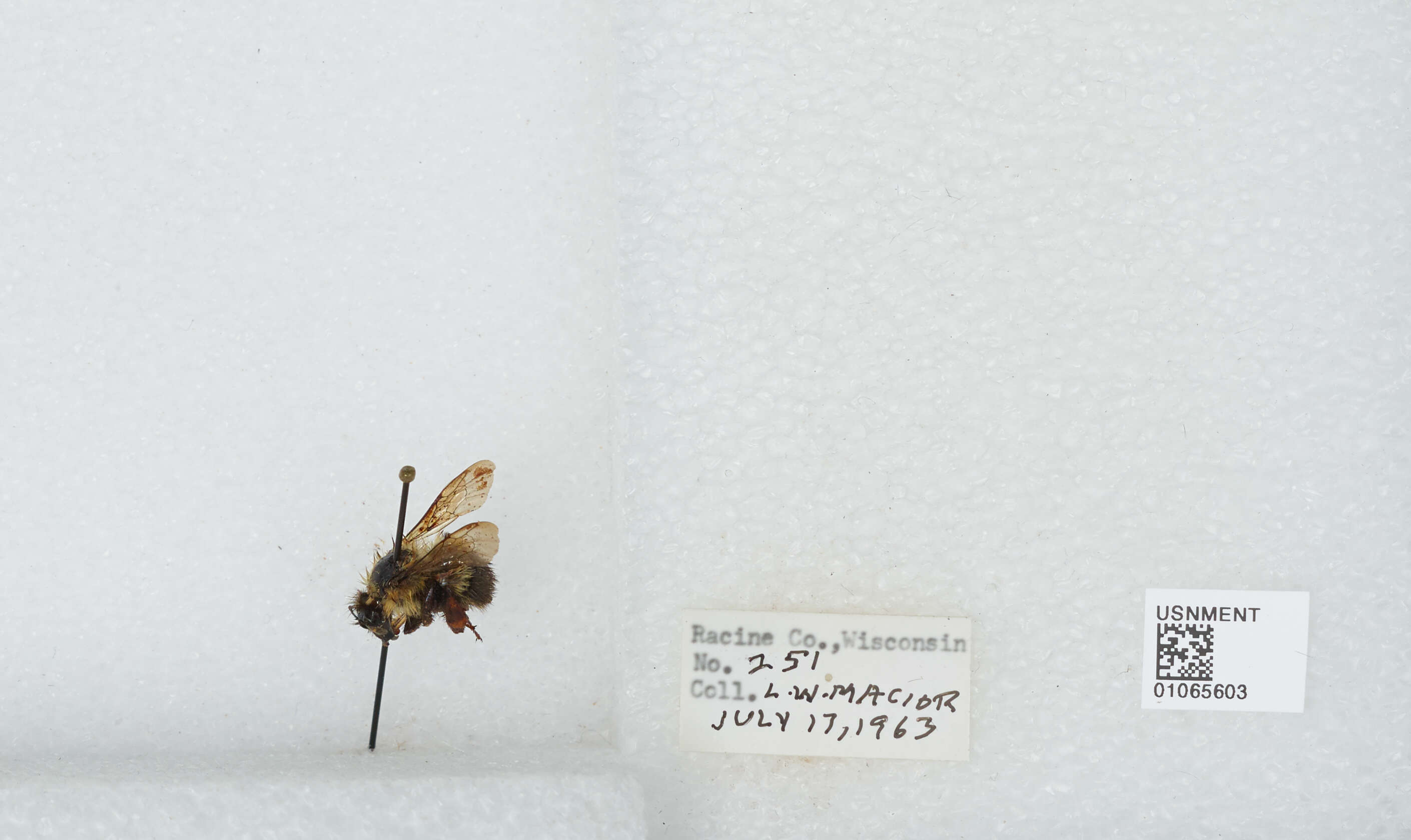 Слика од Bombus affinis Cresson 1864