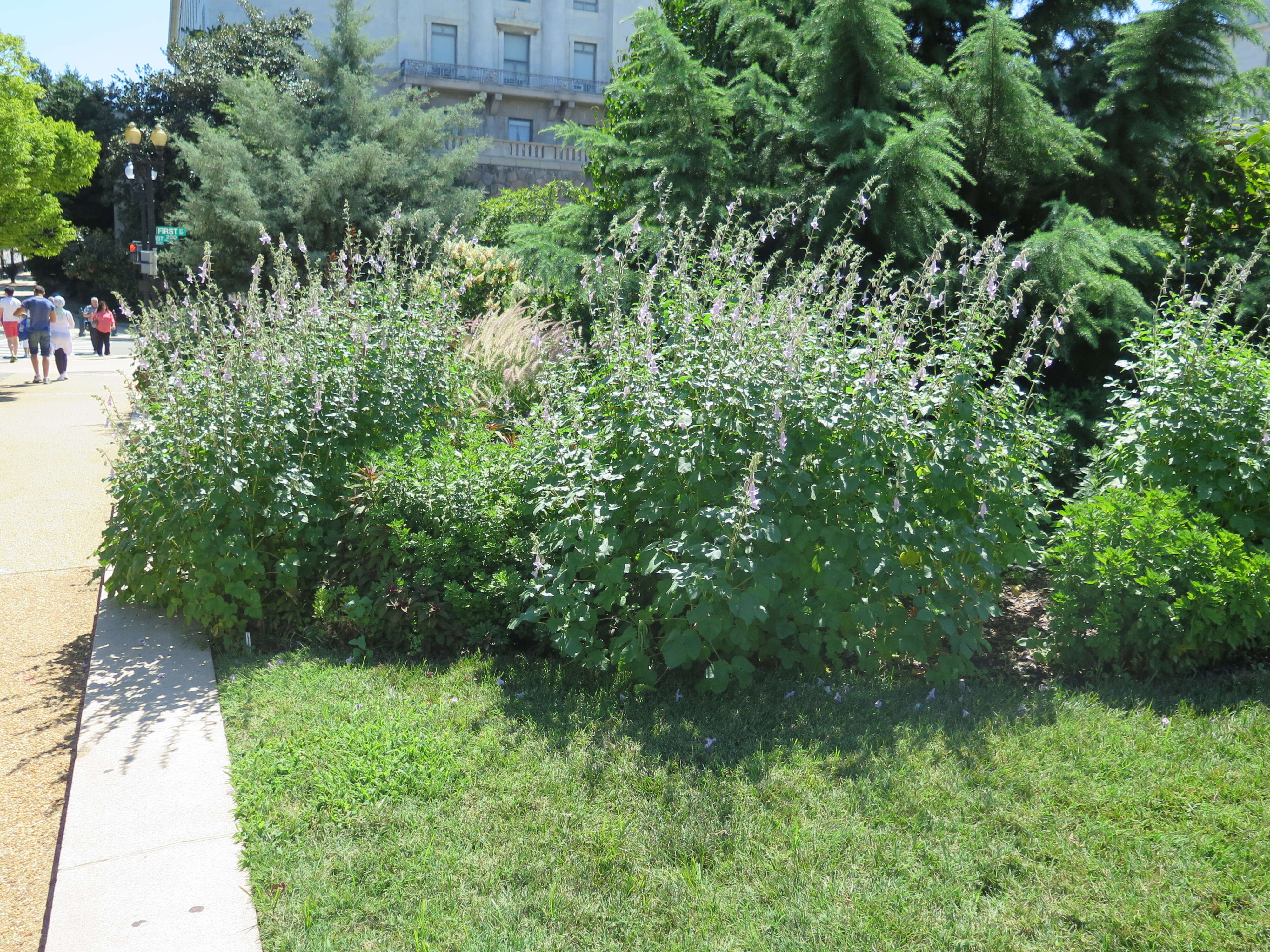 Image of African foxglove