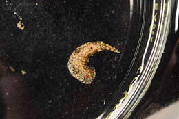 Image of Red gilled yellow spotted green slug