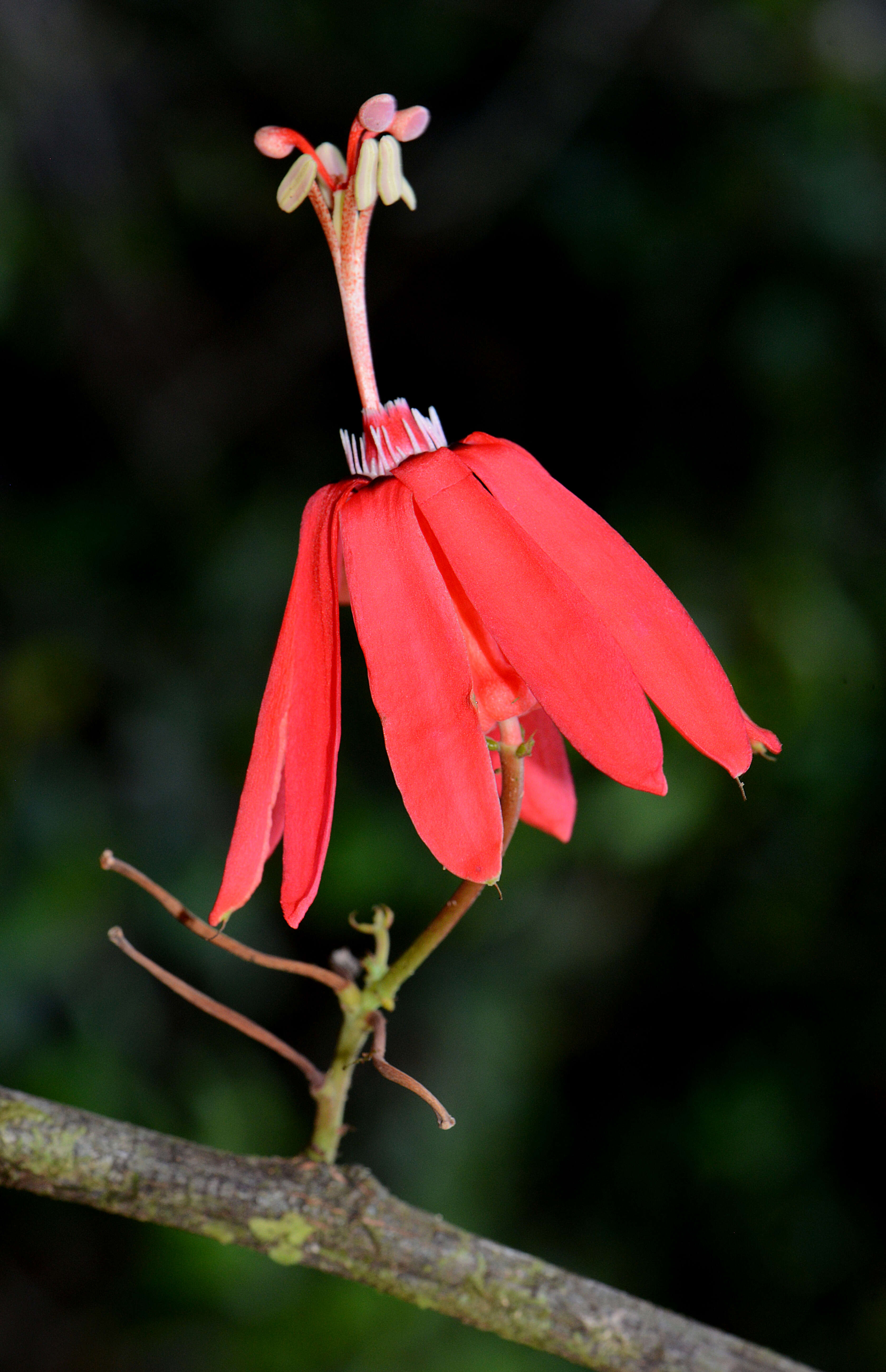 Image of Passiflora glandulosa Cav.