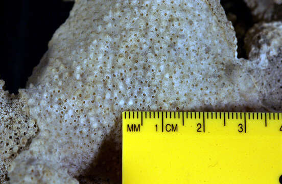 Image of Rice coral