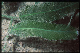 Caulerpa sertularioides的圖片