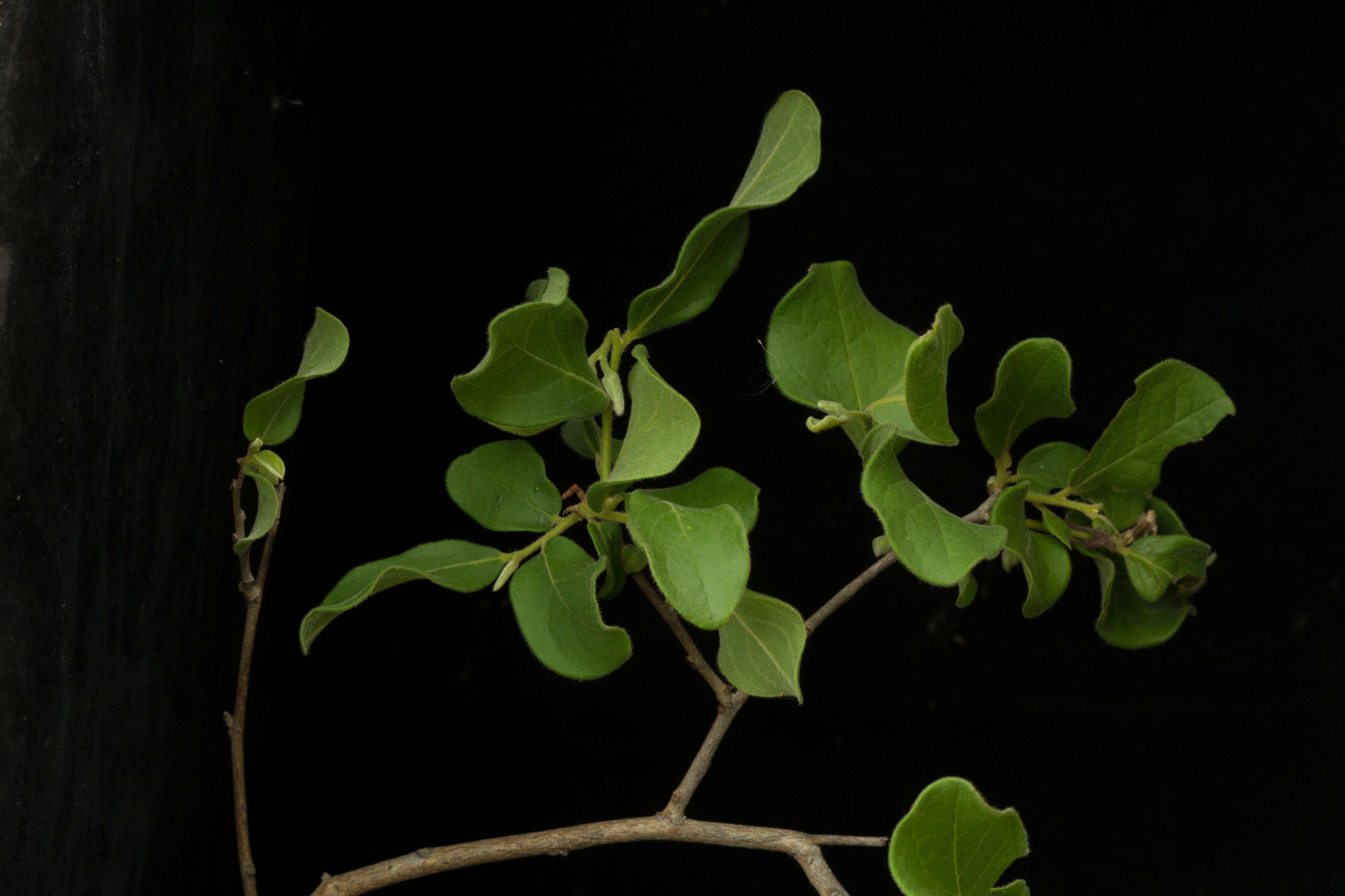 Image of Diospyros aequoris subsp. tehuantepecensis Provance, I. García & A. C. Sanders