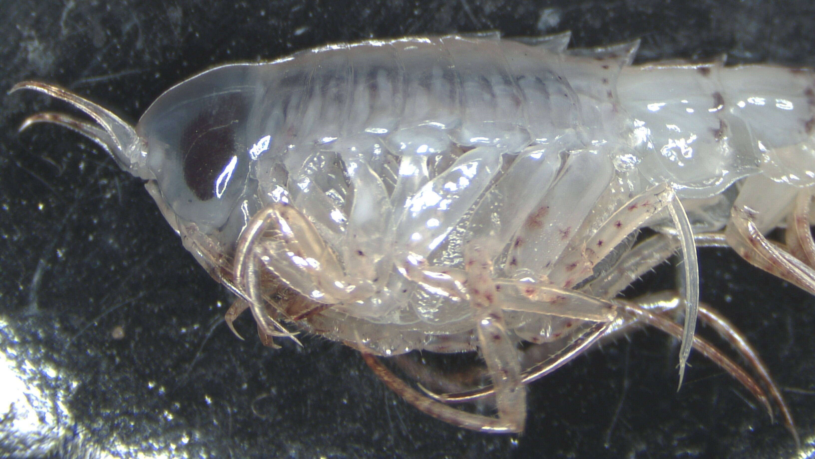 Image of Hyperiidae