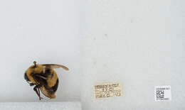 Слика од Bombus affinis Cresson 1864