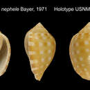 Image of Sconsia nephele F. M. Bayer 1971