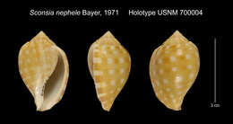 Image of Sconsia nephele F. M. Bayer 1971
