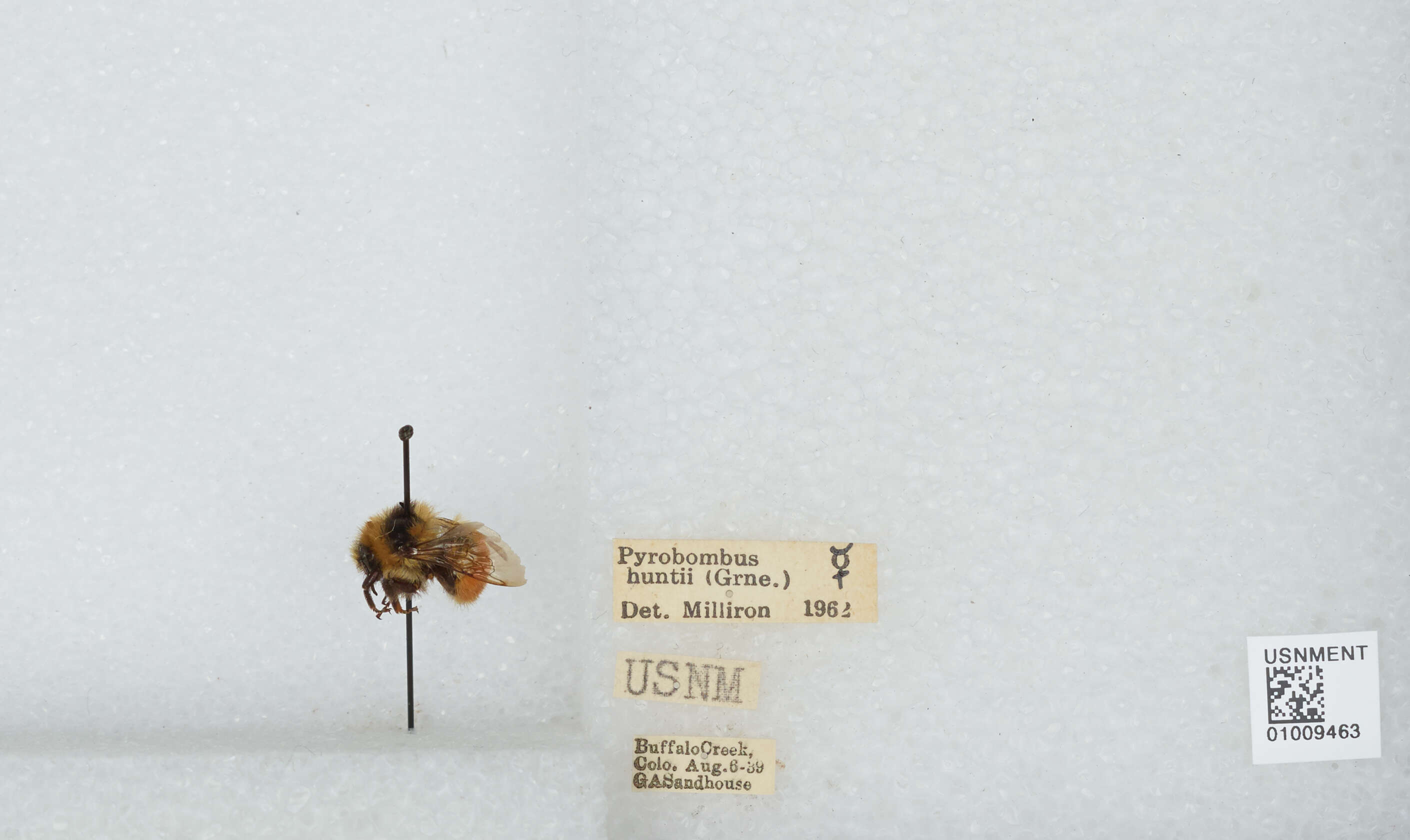 Слика од Bombus huntii Greene 1860