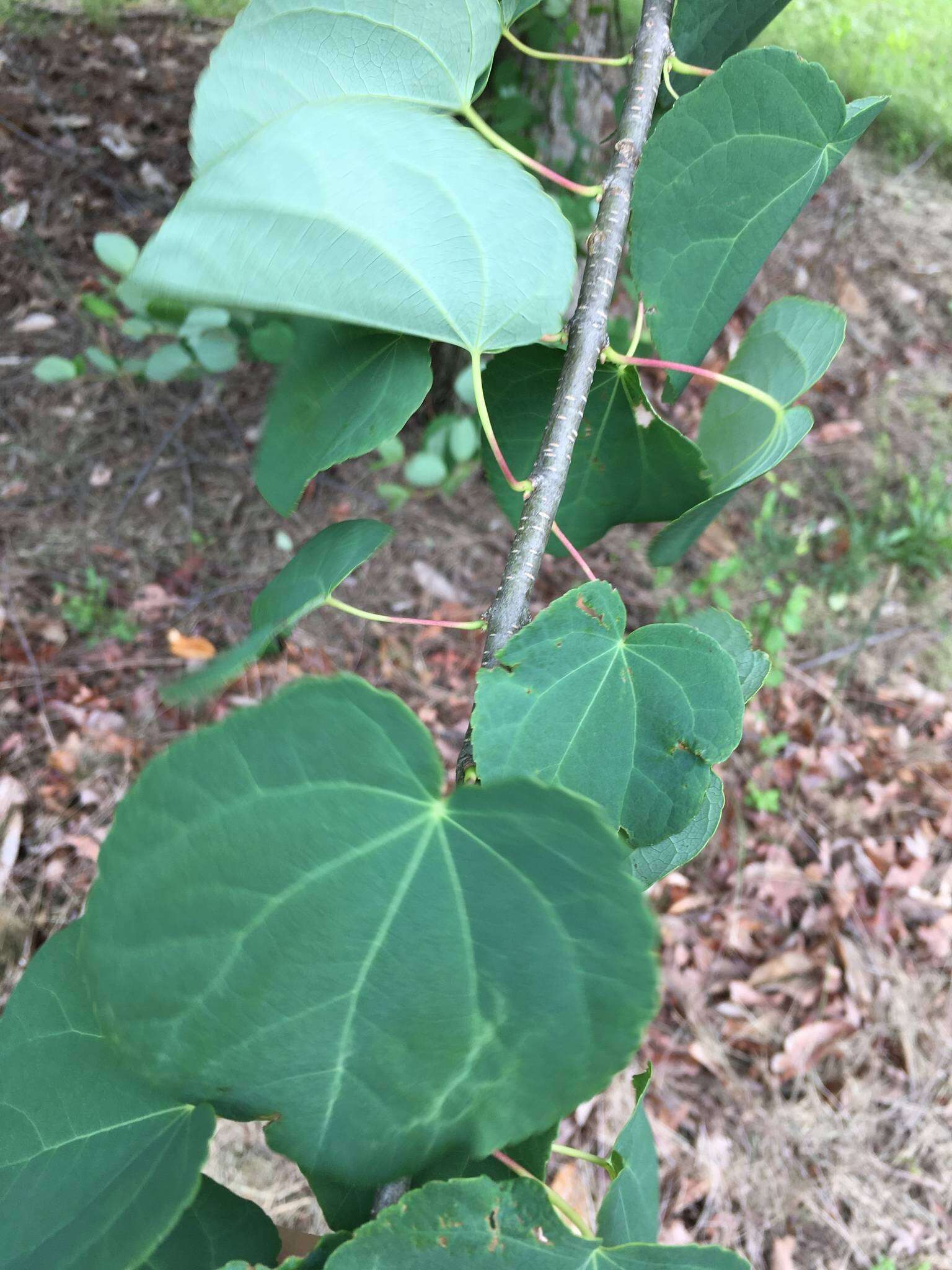 Image of katsura tree family