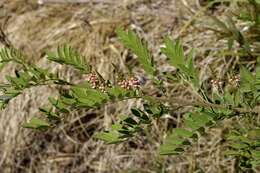 Imagem de Indigofera suffruticosa Mill.