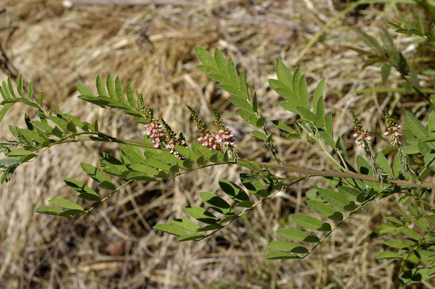 Imagem de Indigofera suffruticosa Mill.