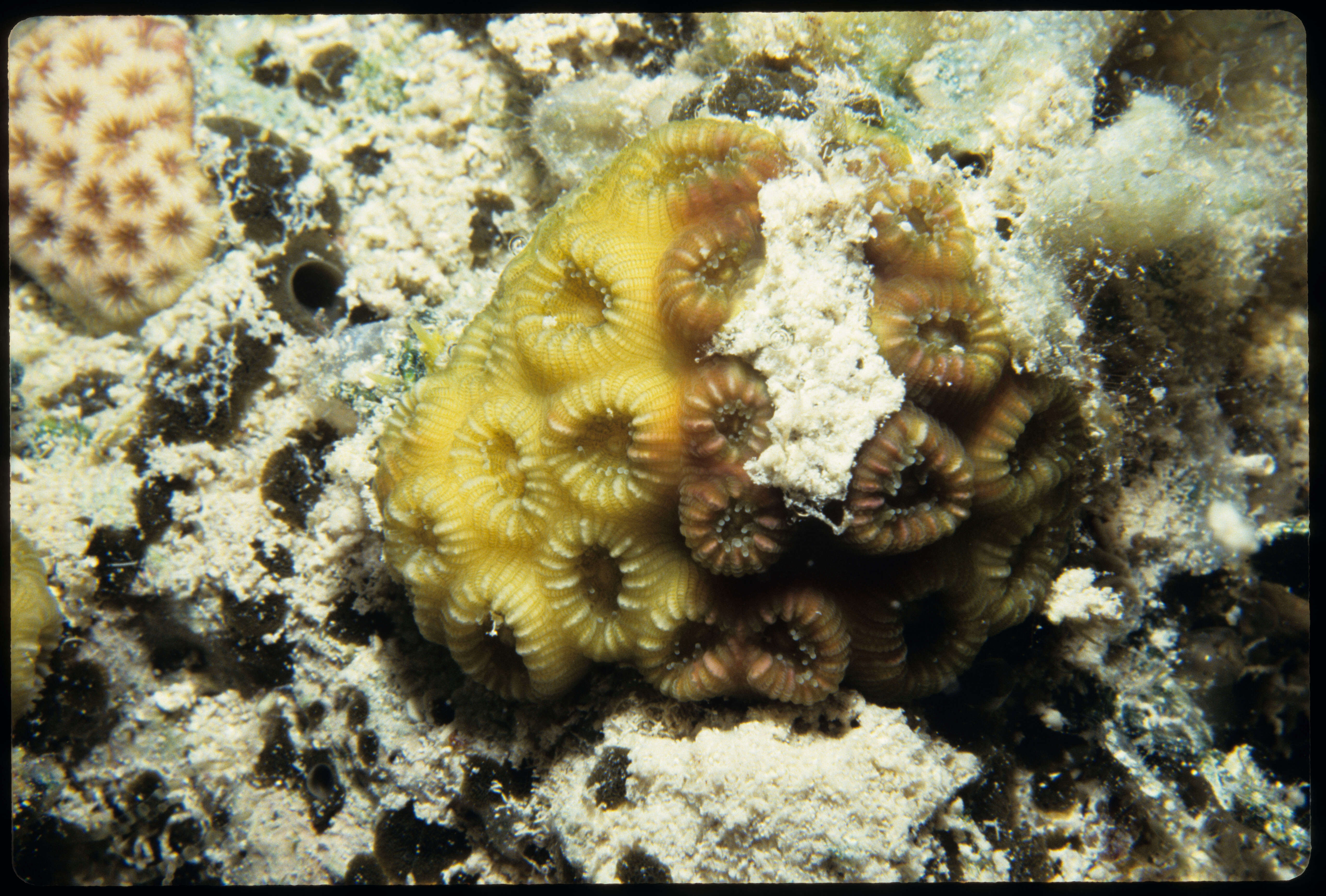 Image of Golfball Coral