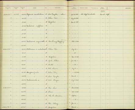 Image of Malacopteron magnirostre magnirostre (Moore & F 1854)