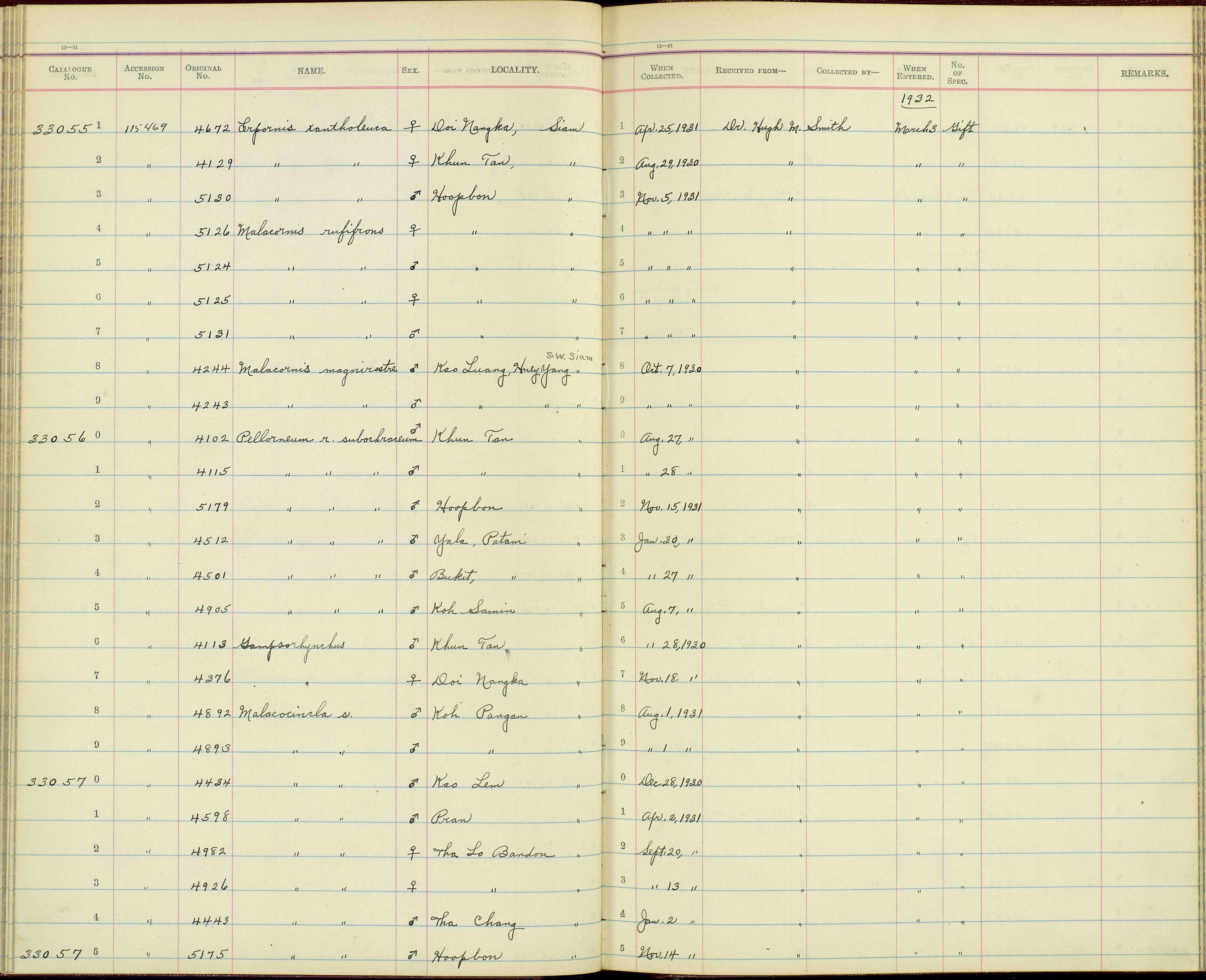 Image of Malacopteron magnirostre magnirostre (Moore & F 1854)