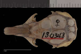 Image of Chaetodipus californicus ochrus (Osgood 1904)
