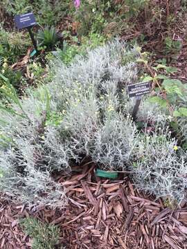 Image of lavender cotton