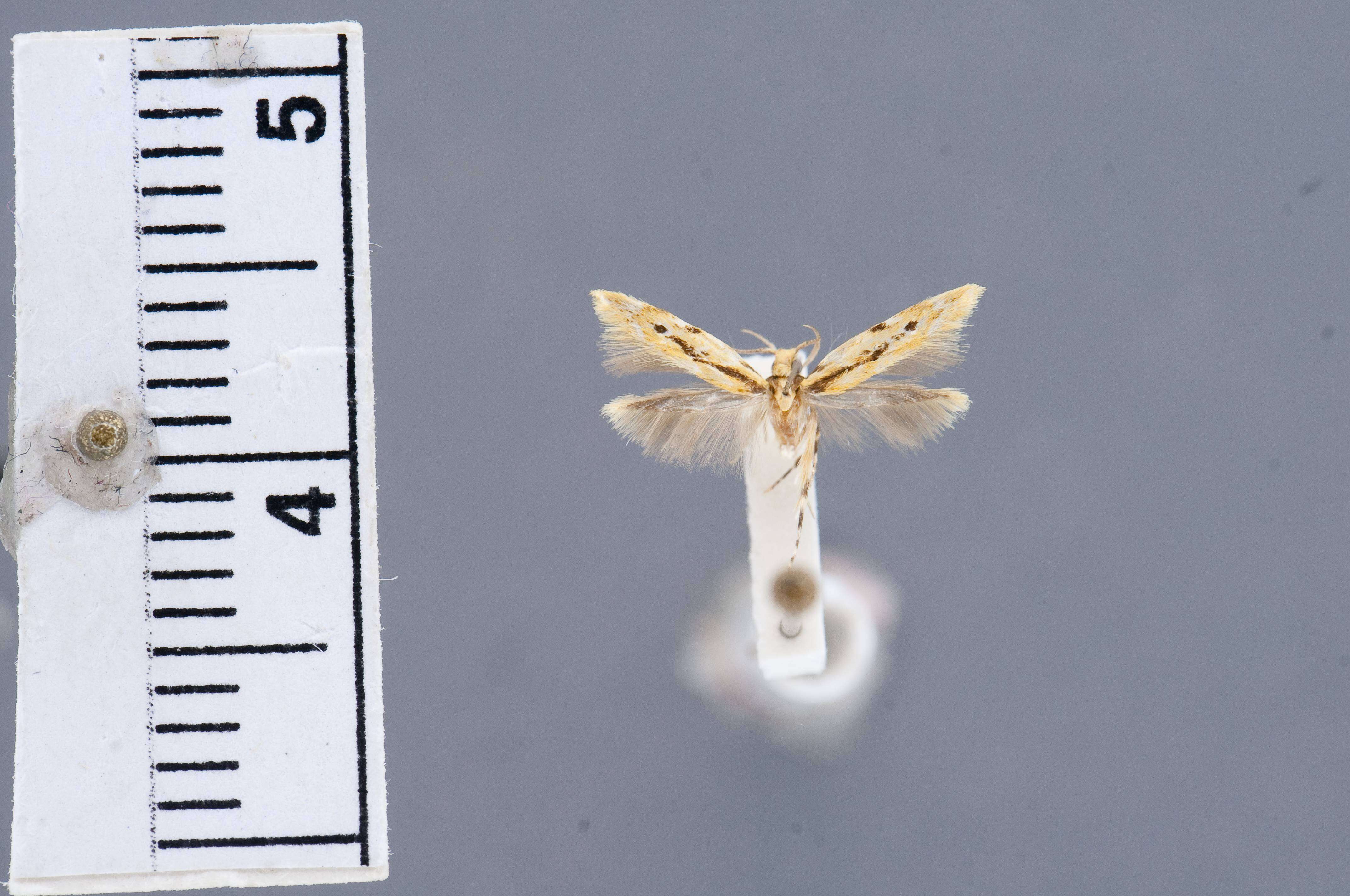 Image of Asymphorodes leptotes Clarke 1986