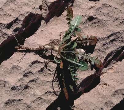 Imagem de Oenothera cavernae Munz