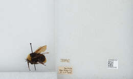 Imagem de Bombus californicus Smith 1854