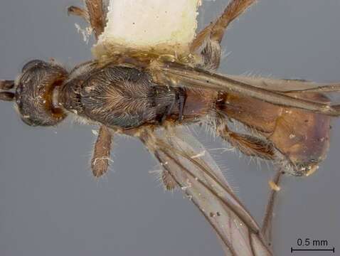 Image of Doryctes eucrinus Marsh 1969