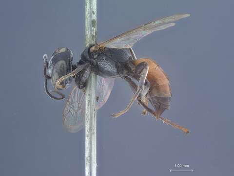 Image of Tachysphex pekingensis Tsuneki 1971