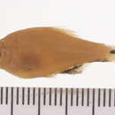 Image of Rhodeus oryzae