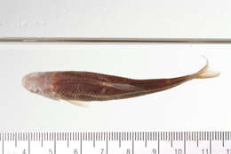 Image of Alburnops taurocephalus