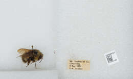 Image de Bombus sitkensis Nylander 1848