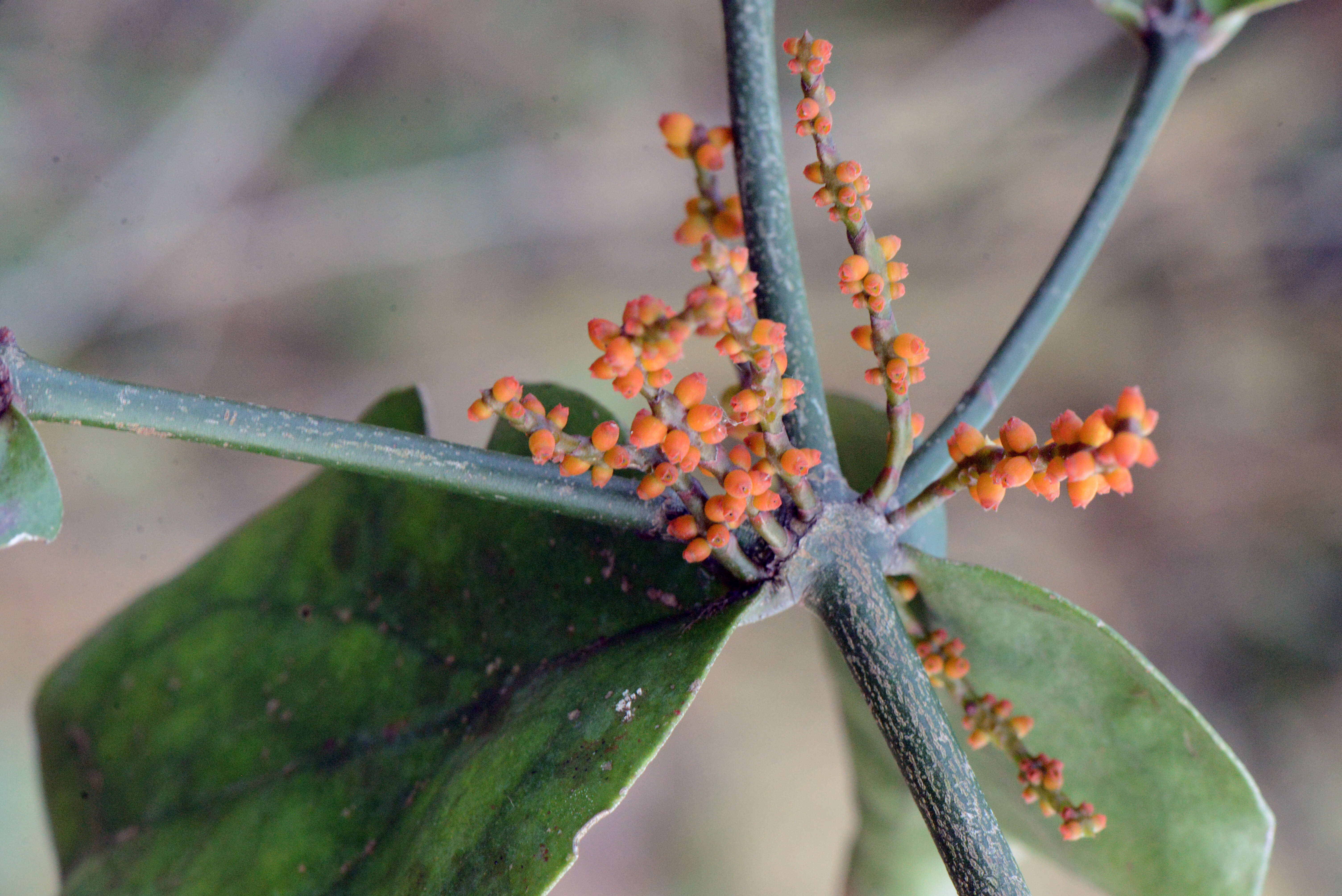 Phoradendron piperoides (Kunth) Trel.的圖片