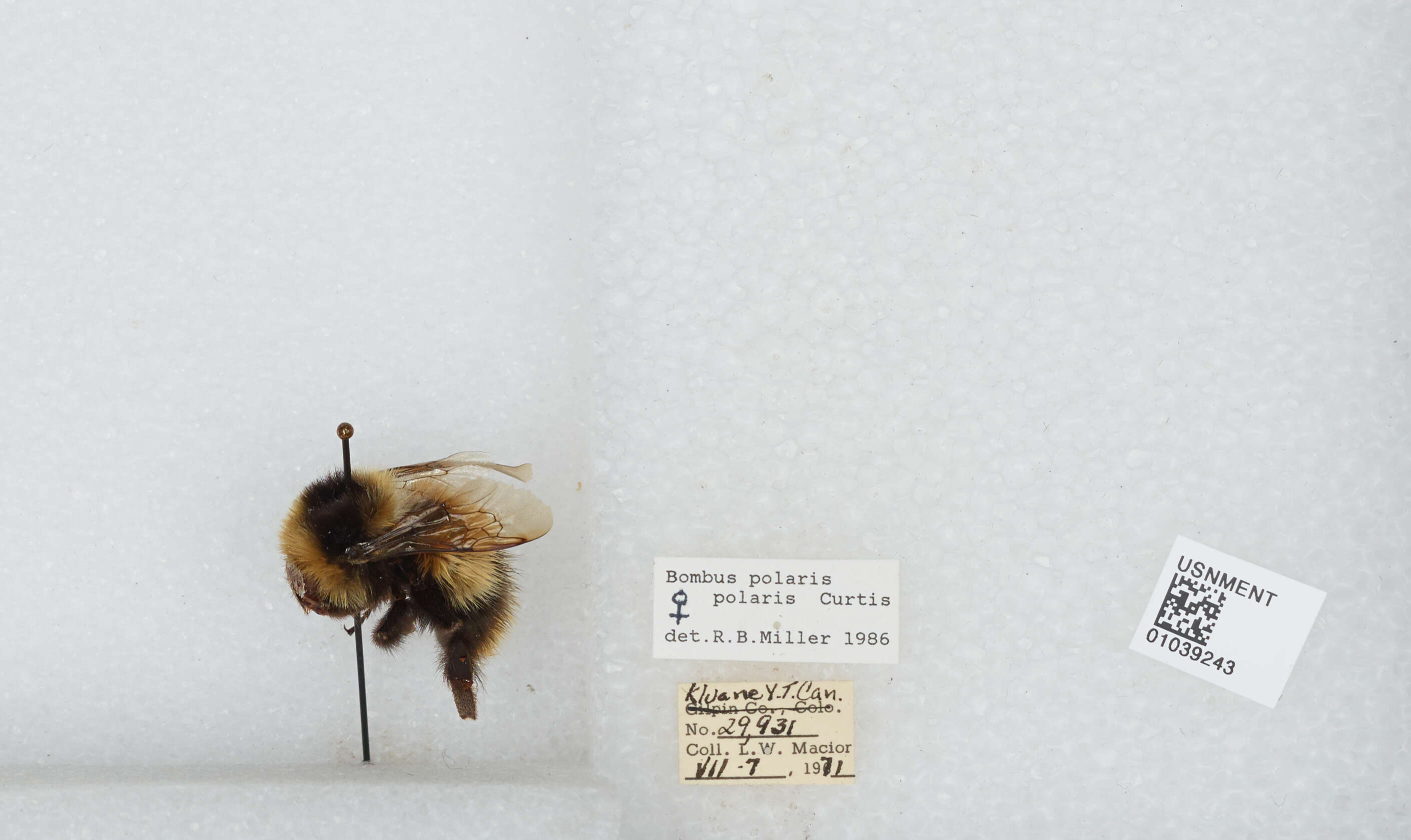 Image of Polar Bumble Bee