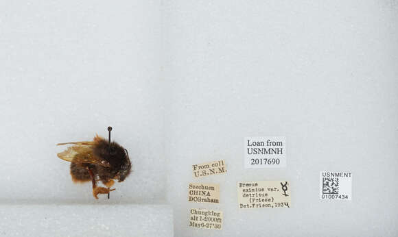 Image of Bombus eximius Smith 1852