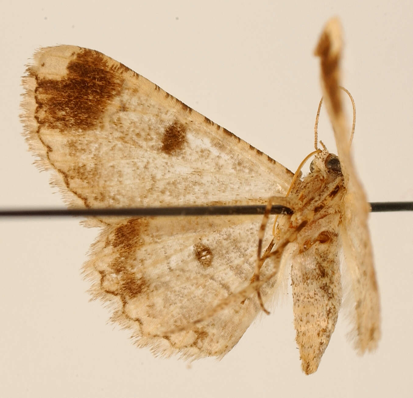 Image de Iridopsis subnotata Dognin 1911