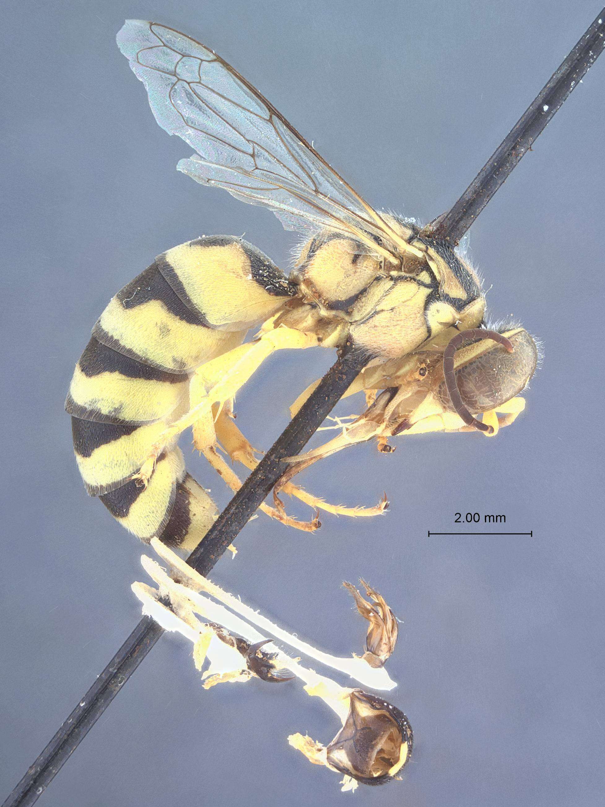 Image of Microstictia flavida Gillaspy 1983