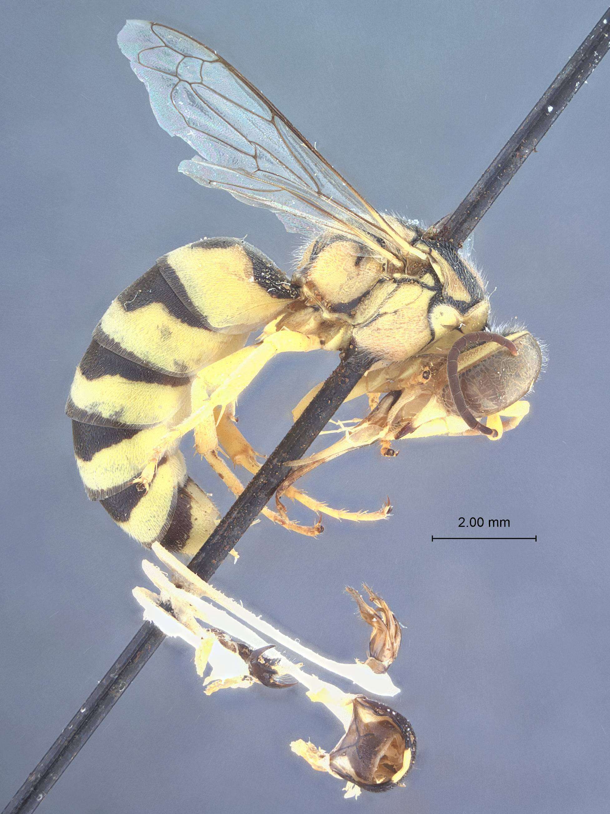 Image de Microstictia flavida Gillaspy 1983