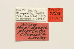 Sivun Haplidoeme punctata Chemsak & Linsley 1971 kuva