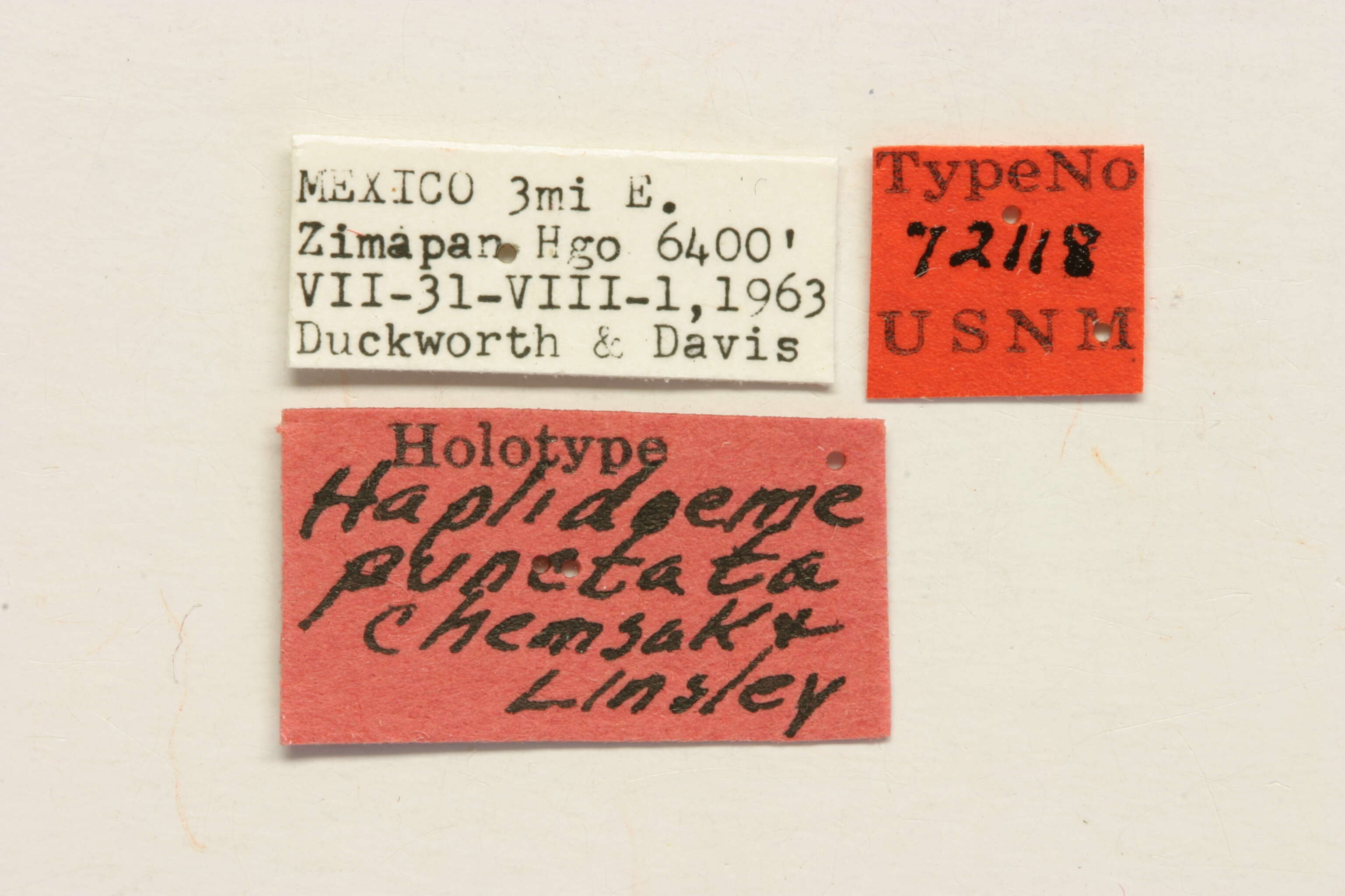 Image of Haplidoeme punctata Chemsak & Linsley 1971