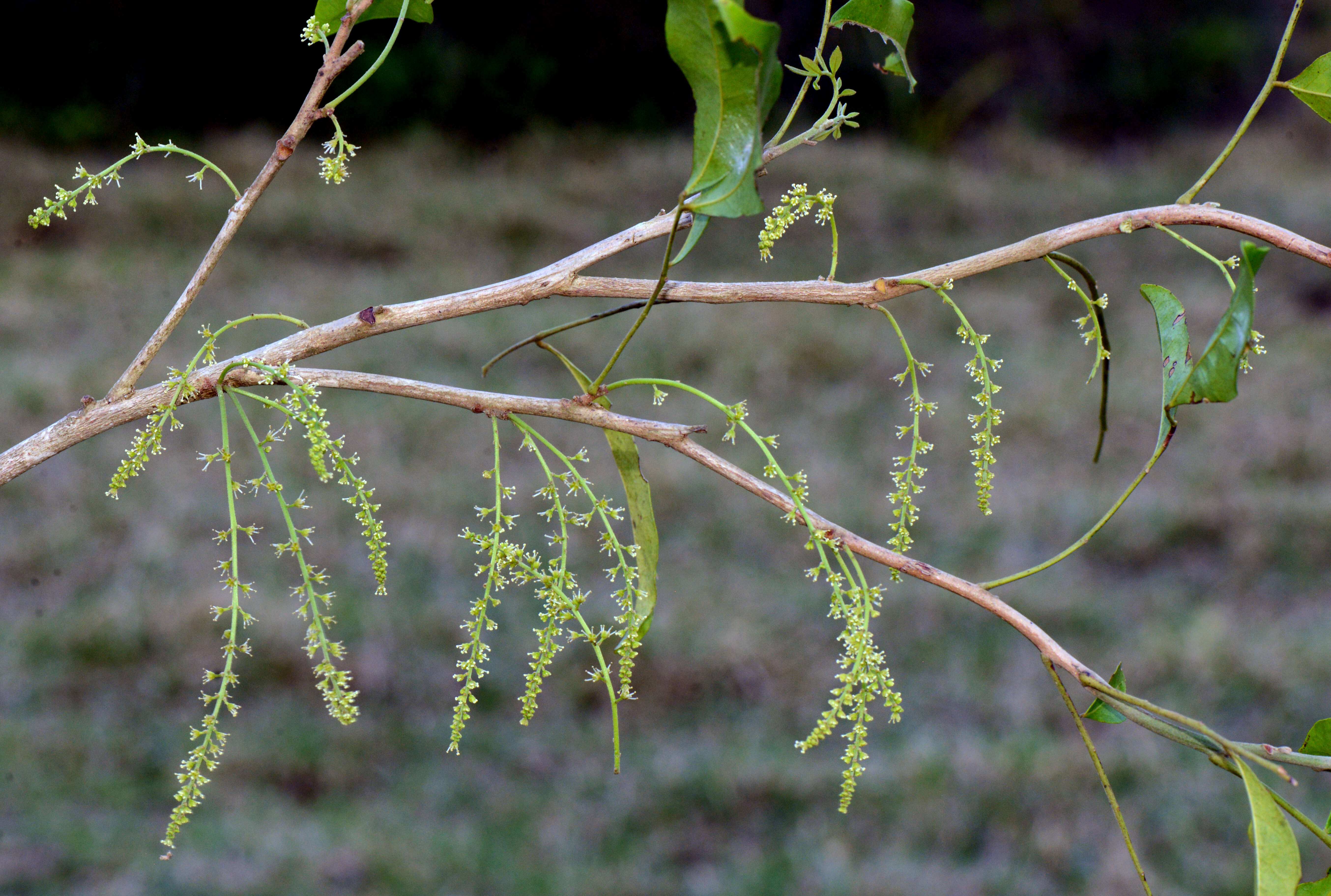 Image de Simaroubaceae