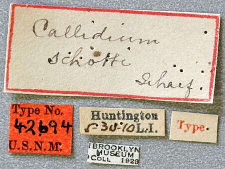 صورة Callidium schotti Schaeffer 1917