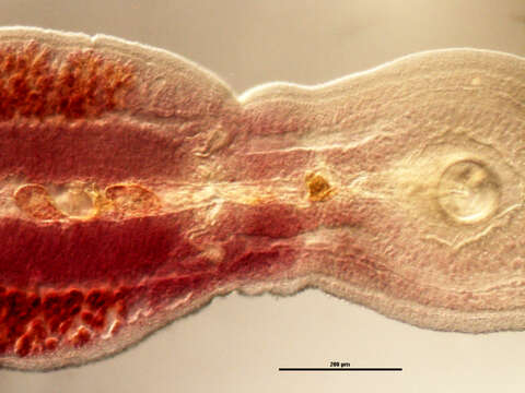 Zeuxapta seriolae (Meserve 1938) Price 1962的圖片