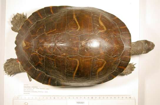 Image of Eastern River Cooter