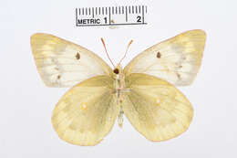 Image of Colias chlorocoma Christoph 1888