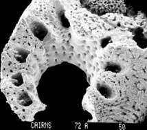 Image of Stylaster profundus (Moseley 1879)