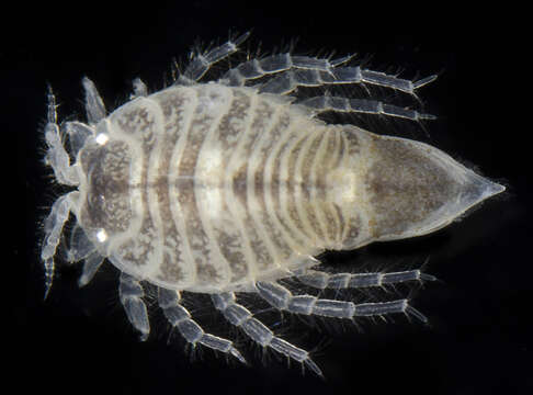 Image of sand isopod