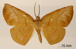 Image de Simopteryx sericea Dognin 1913