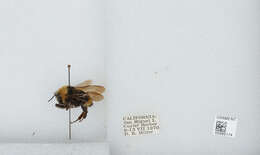 Imagem de Bombus californicus Smith 1854