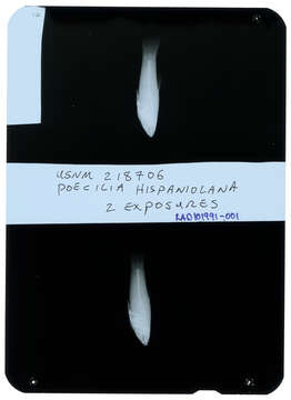 Image de Poecilia hispaniolana Rivas 1978