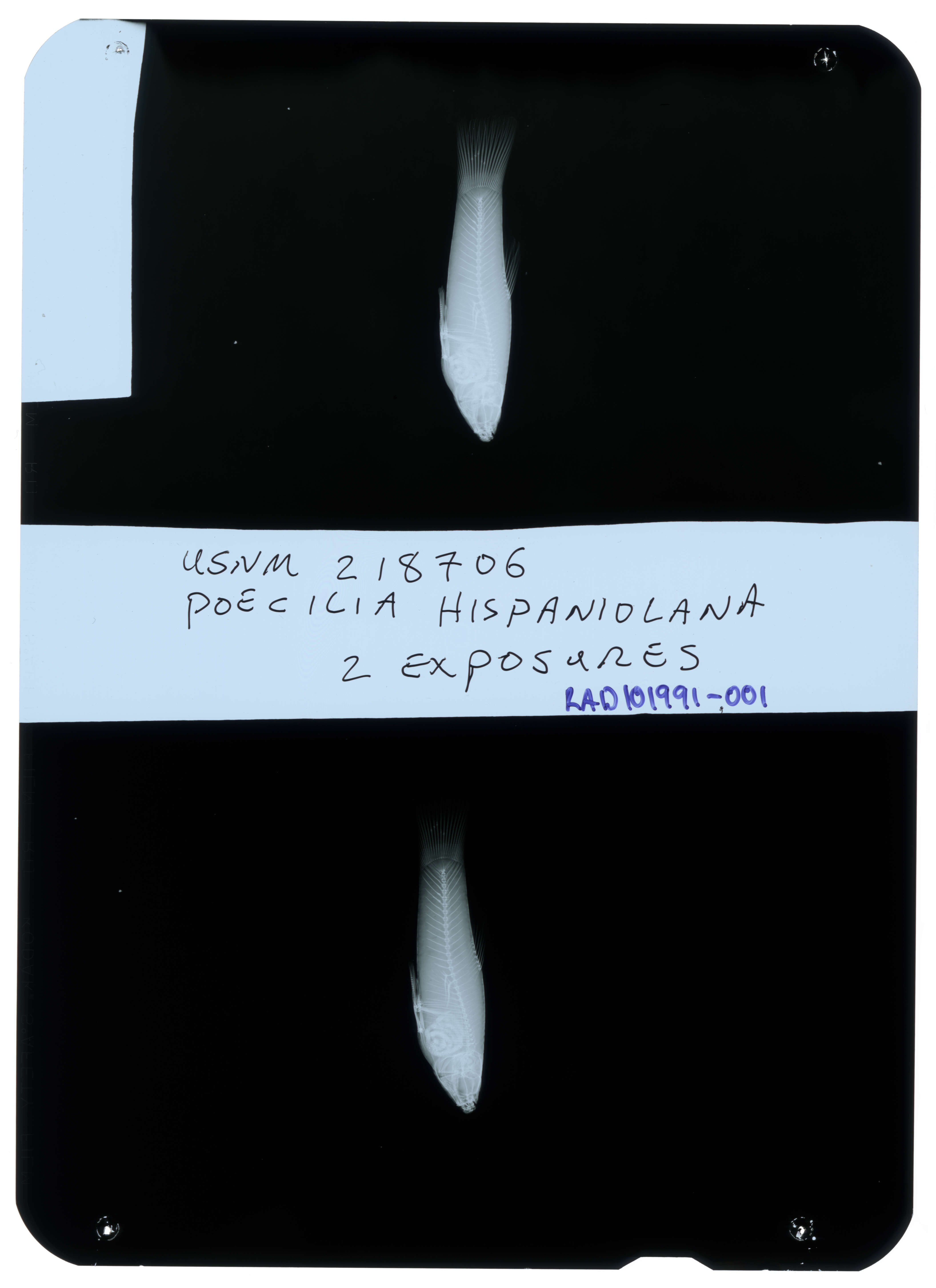 Imagem de Poecilia hispaniolana Rivas 1978